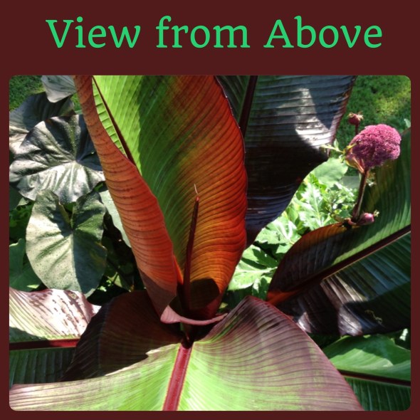 Red banana leaves arise rolled up