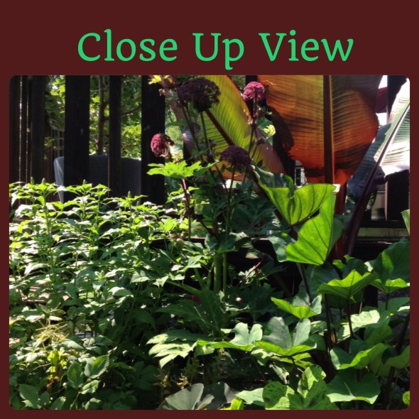 Tucked around were elephant ears