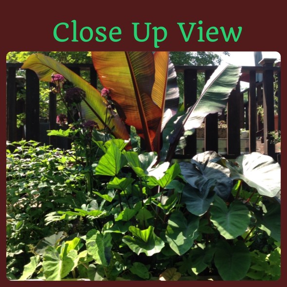 The thriller is Ensete red banana with fillers of elephant ears