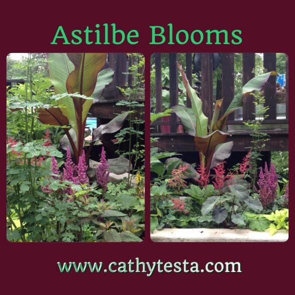 Astilbe perennial blooms