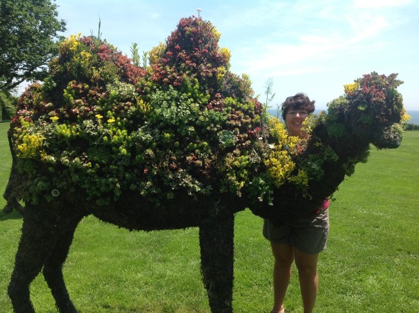 Camels Stuffed With Succulents and Herbs