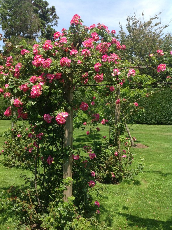 Roses blooming in Gardens
