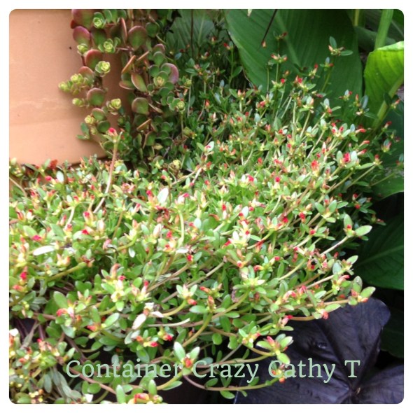 Closed by mid afternoon