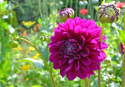 Image Courtesy of Grant Cochrane/FreeDigitalPhotos.net