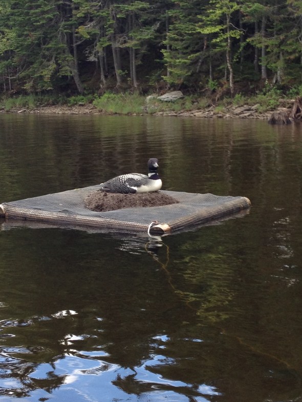 Loon Lady sitting on her egg. She did not like me!