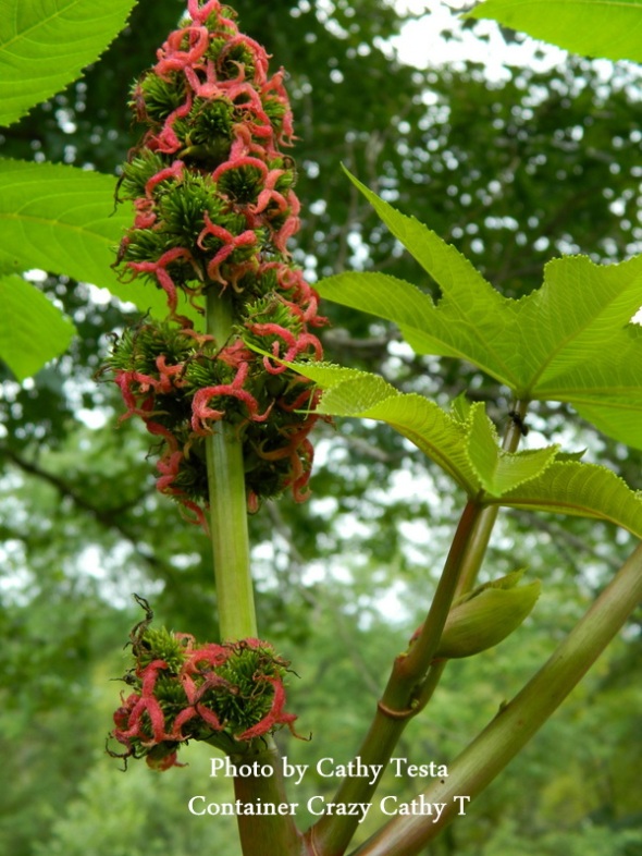 Female Flowers on a Castor Bean Plant