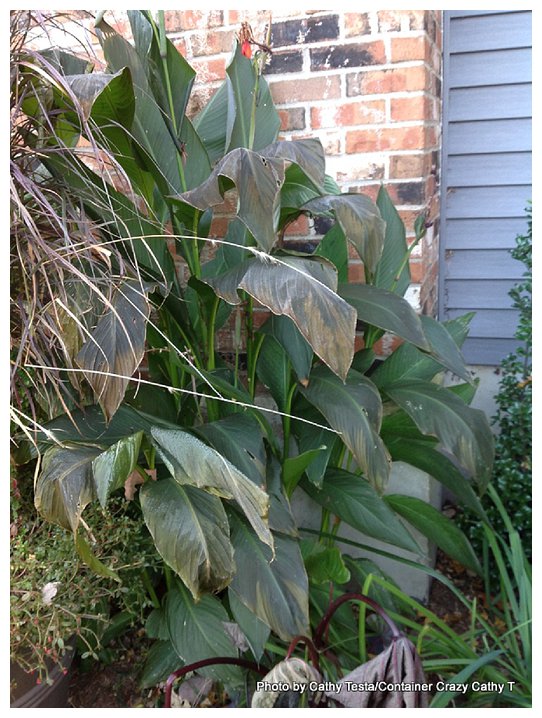 Canna by house not as bad as others