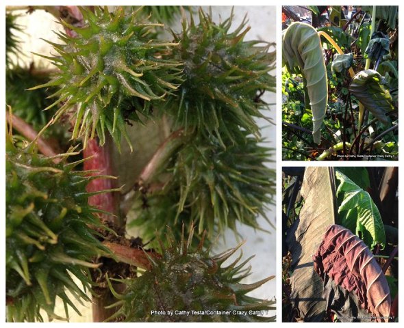 Seed pods of Castor Bean frozen hard