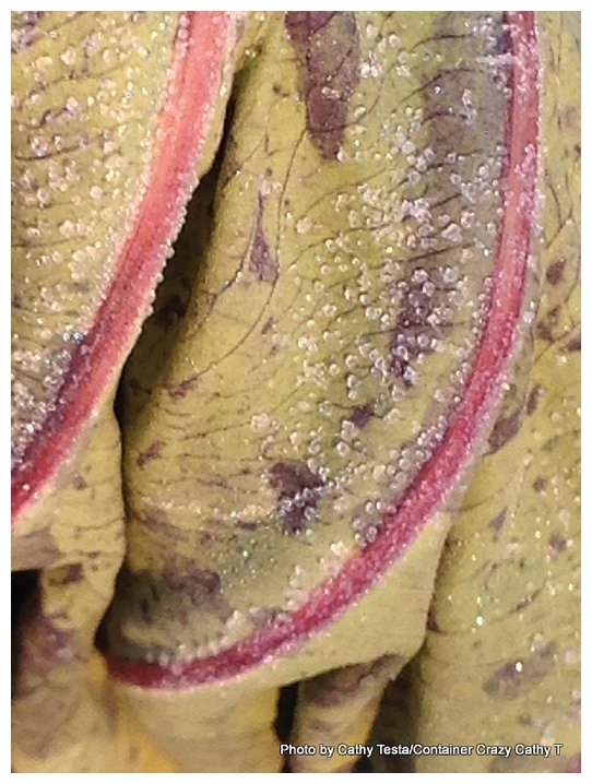 Mojito elephant ear curled up with crystals