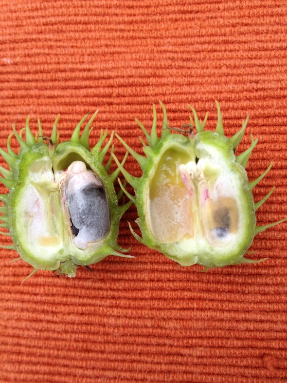 Immature seeds in the capsule.  Photo by Cathy Testa 