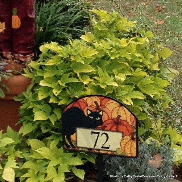 By my Mailbox with Plantings