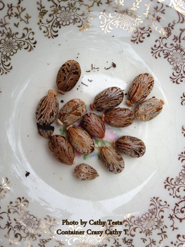 Mature seeds of the castor bean plant