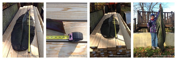 Storing Red Ban Plant_0003