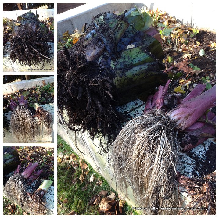 Red Banana on Left with elephant ear corms on Right