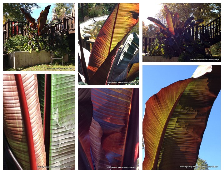 Storing Red Ban Plant_0010