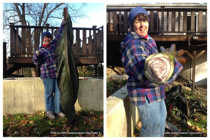 Storing Red Ban Plant_0012