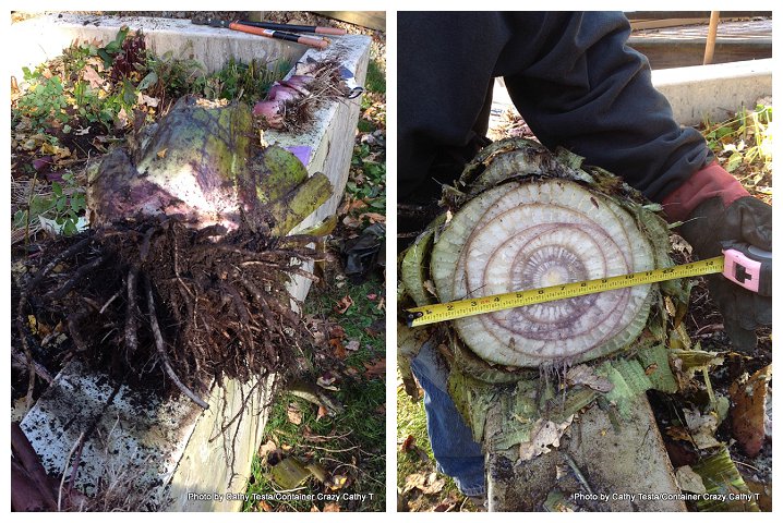 Storing Red Ban Plant_0015