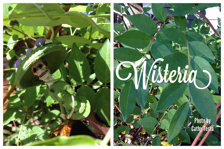 Photos by Cathy Testa