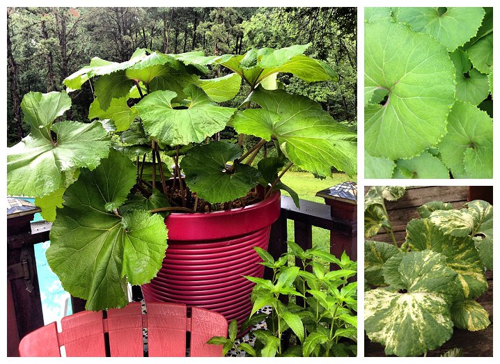 Photos by Cathy Testa