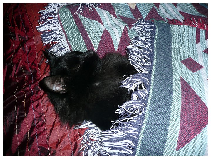 My cat Hunter.  He is a screamer - meows very loud when he wants something.  