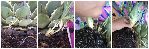 Pulling away offshoots