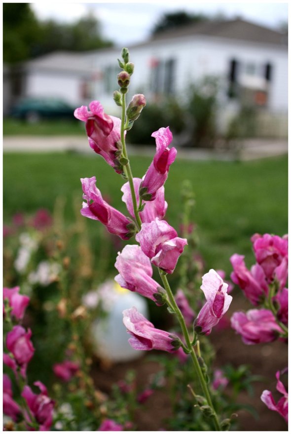 Snapdragon Flowers, Photo by Dreamstime.com