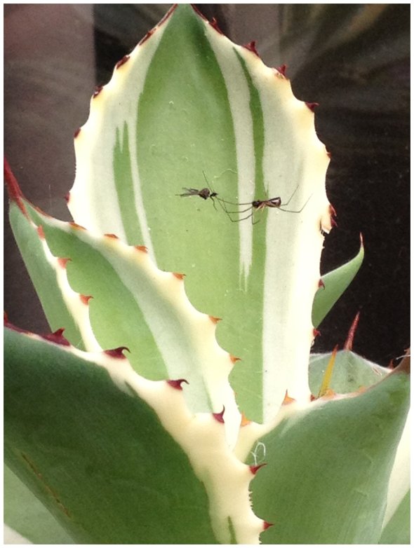 Spiders Visit the Plant on Summer