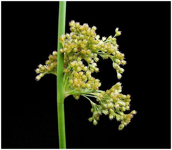 Juncus flowering [Photo by Frank Vincentz Wikipedia Commons]