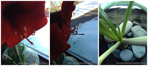 Red Lion in Glass Face by North Window
