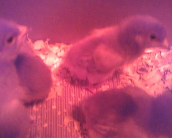 New Baby Chicks 2014