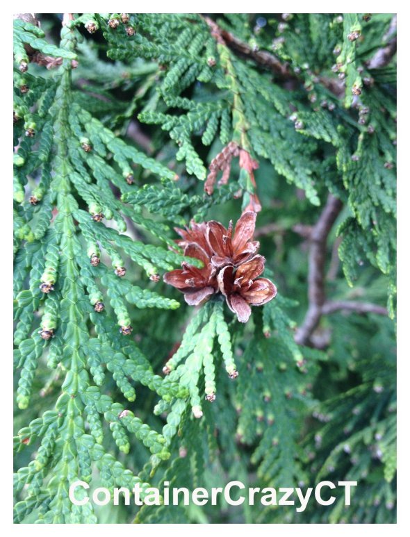 Arborvitae_0001