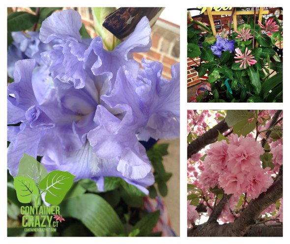 Iris with Honeysuckle