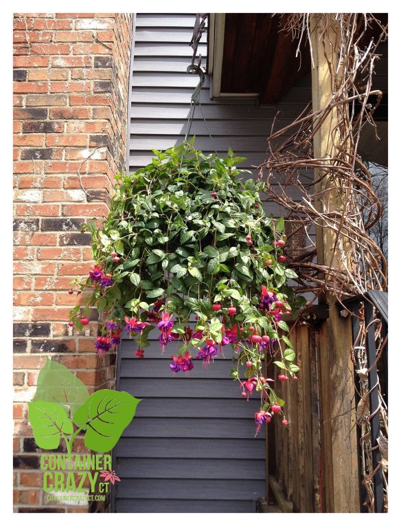 When Picking Out a Mother's Day Plant  This Is The Only Thing You Need to  Know | Container Crazy CT