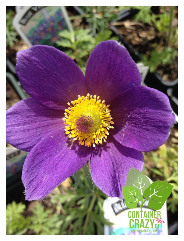 A perennial Pulsatilla vulgaris 'Blue Velvet' at the nursery (does not need to be covered)