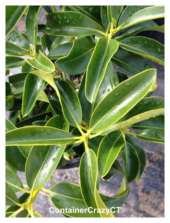 Mt. Laurel in a pot at a Garden Nursery