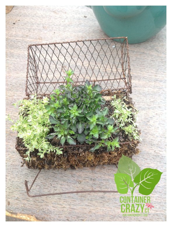 A dainty creation with alpines by an attendee