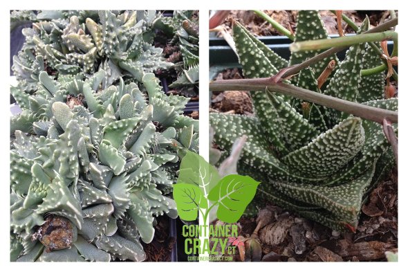 Awesome forms and textures