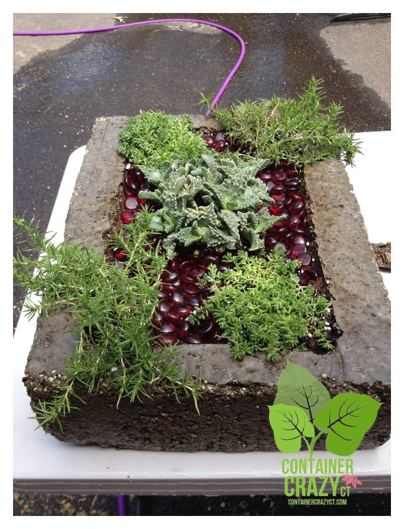 Planter with succulents by Cathy T