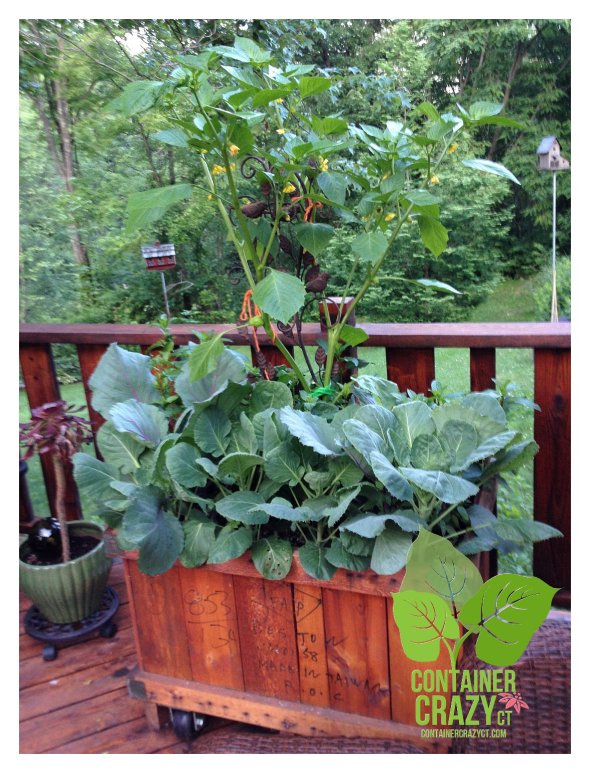 Edibles Mixed Planter with Tomatillo in Center as Thriller
