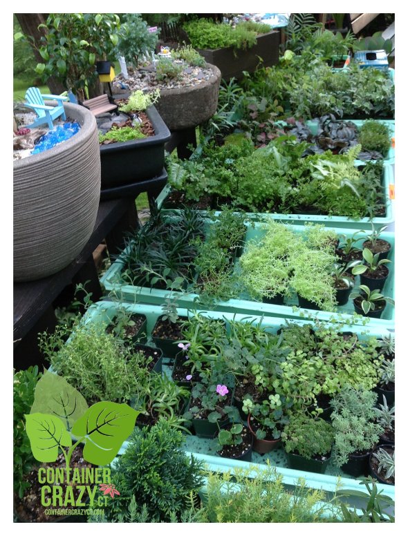 Plants by Gardening Inspirations for the Workshop