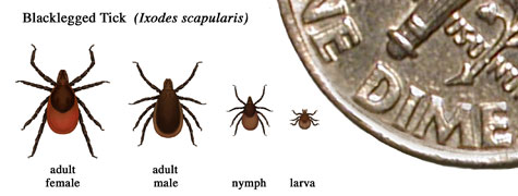Tick sizes/Src: CT Department of Public Health