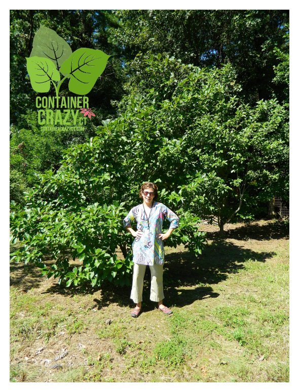 A Hot Day when we Searched for a Magnolia Replacement