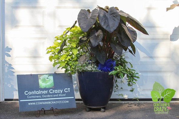 Wasabi Coleus on left in the pot 