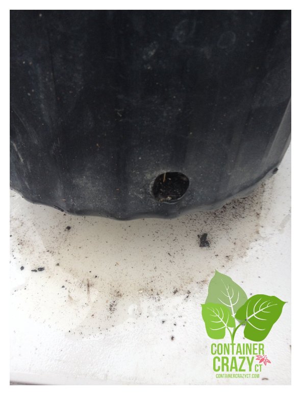 Mushrooms at the Base (ugh) see how the water is collected on the table?