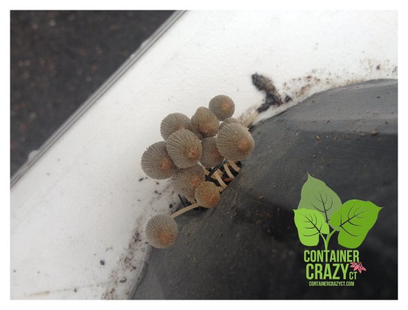 Elevate Pots ContainerCrazyCT_0005