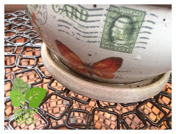 Elevate Pots ContainerCrazyCT_0014