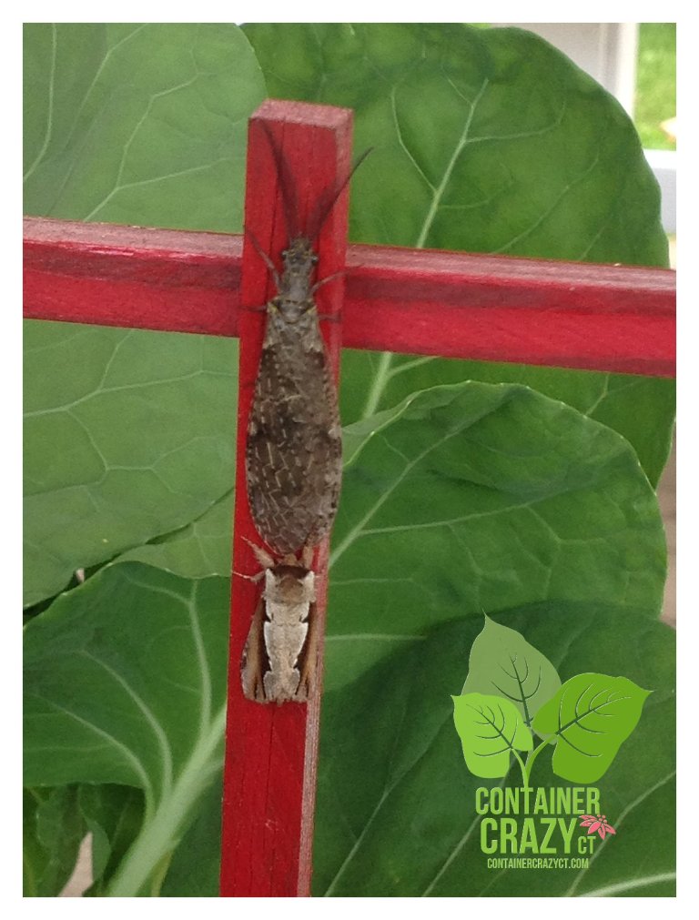 Insects in Your Container Gardens – And What You Can Do… | Container ...