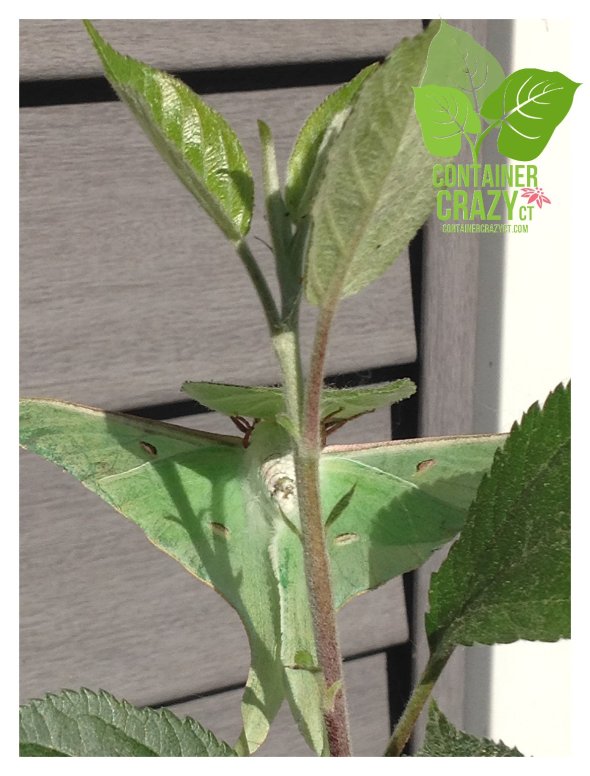 Insects ContainerCrazyCT_0009