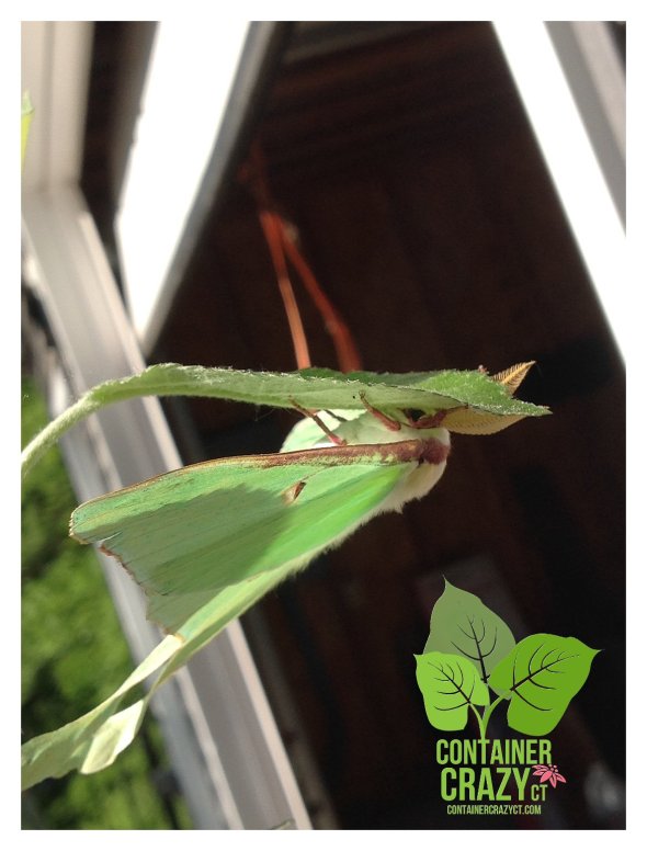 Luna Moth on Apple Tree
