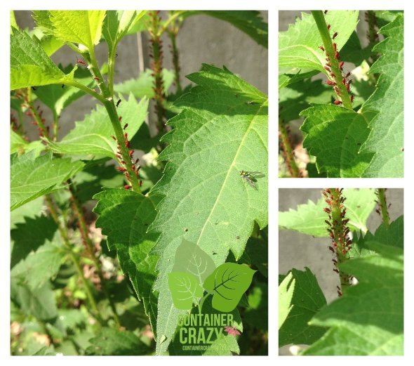 More aphids or not??